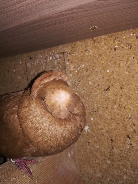  - Dublu Motat de Ardeal Galbeni