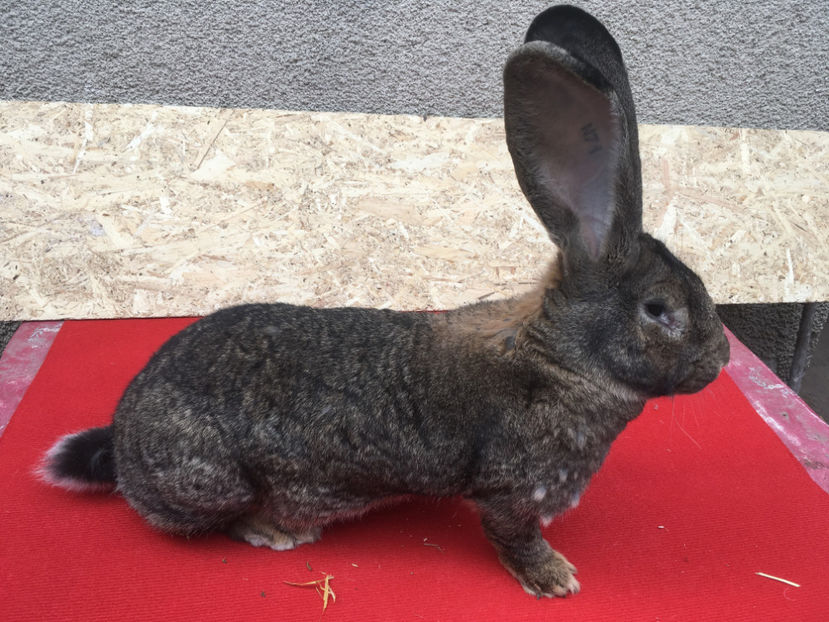 Mama:N71 2627 - Fatari 2017