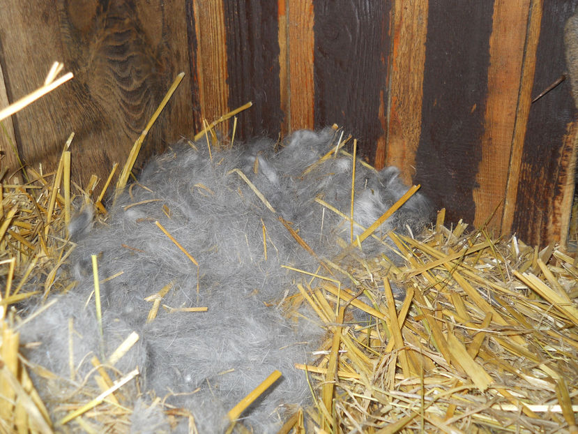 Fatare: 30.12.2017 - Fatari 2017