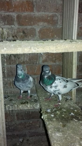 Zburători de Budapesta - Carunculati