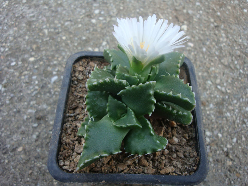 Faucaria candida L.Bolus - Genul Faucaria