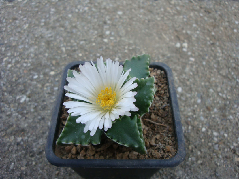 Faucaria candida L.Bolus - Genul Faucaria