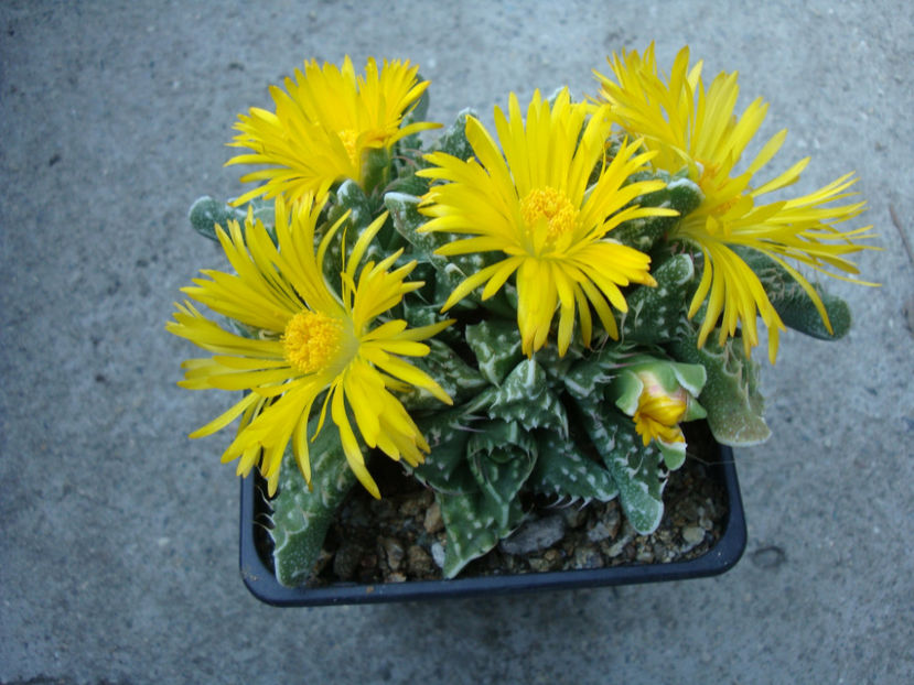 Faucaria felina ssp. tuberculosa (Rolfe) L.E.Groen 1999. - Genul Faucaria