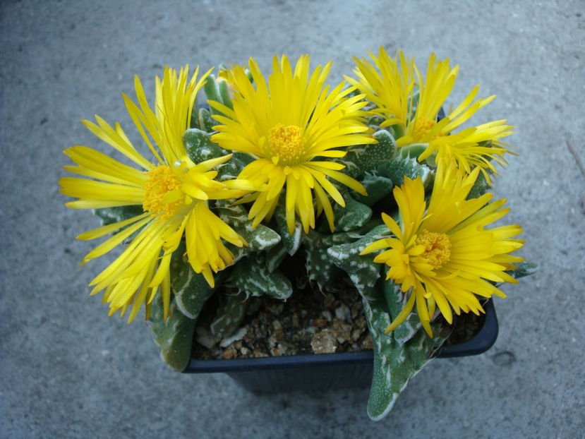 Faucaria felina ssp. tuberculosa (Rolfe) L.E.Groen 1999. - Genul Faucaria