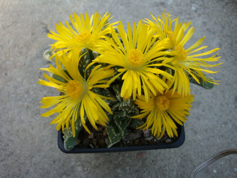 Faucaria felina ssp. tuberculosa (Rolfe) L.E.Groen 1999. - Genul Faucaria