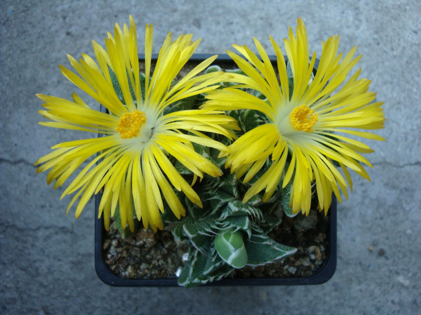 Faucaria lupina (Haw) Schwantes 1926. - Genul Faucaria