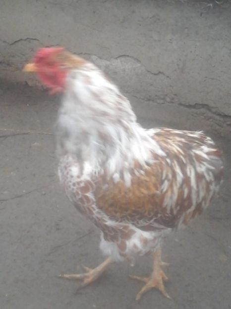  - Wyandotte auriu alb