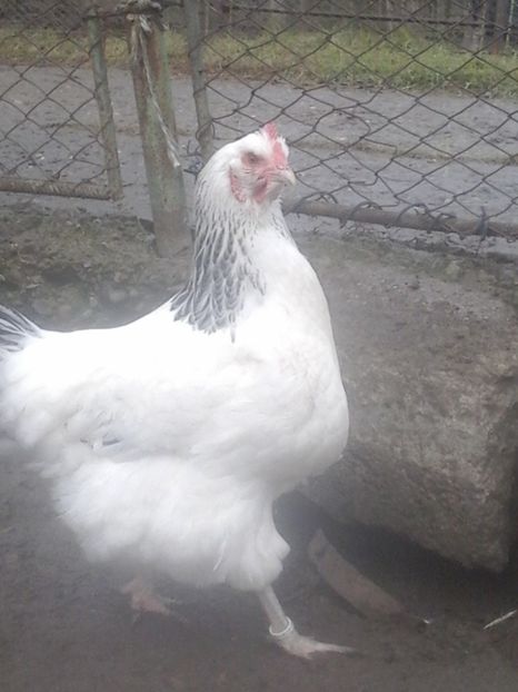  - Sussex columbia alb negru