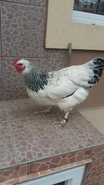 Gaina Sussex - 2018 Sussex