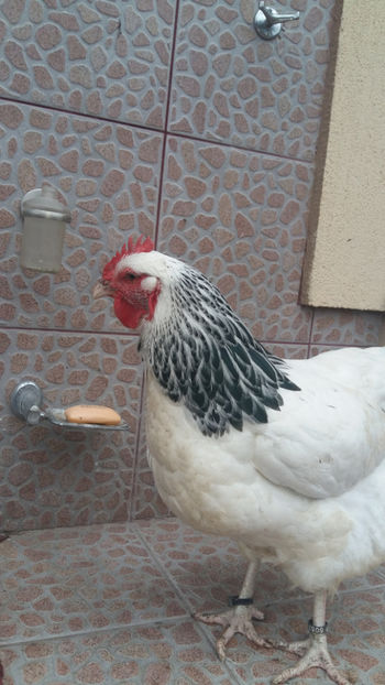 Gaina Sussex - 2018 Sussex