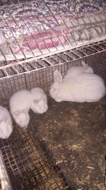 Femella1 cu pui - 2018 Neo