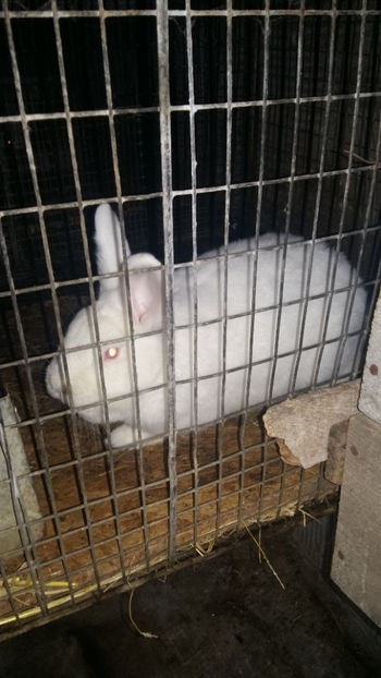 Femela3 gestanta - 2018 Neo