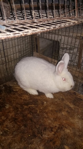 Femela3 gestanta - 2018 Neo