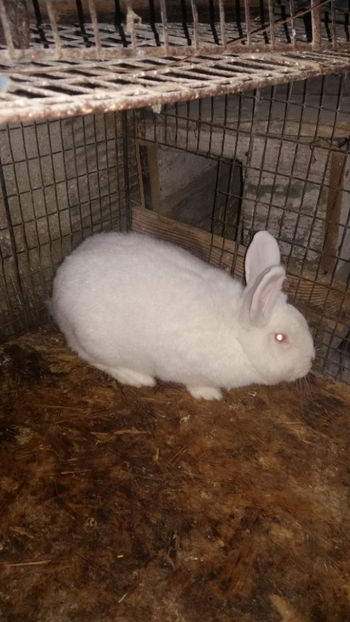 Femela3 gestanta - 2018 Neo