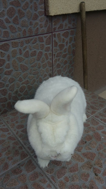 Mascul Neo- 2 ani - 2018 Neo