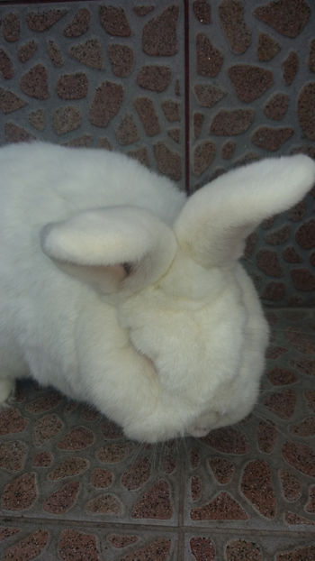 Mascul Neo- 2 ani - 2018 Neo