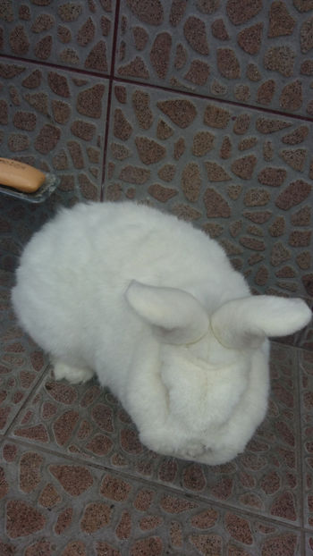 Mascul Neo- 2 ani - 2018 Neo