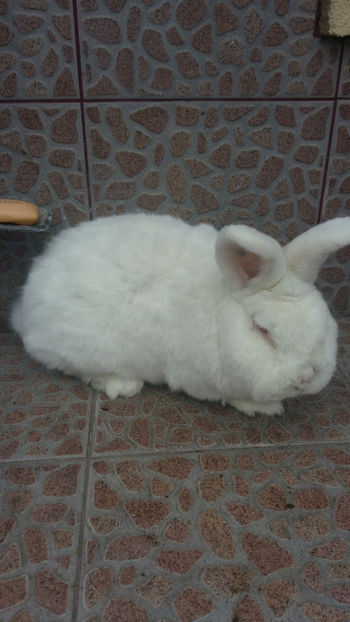 Mascul Neo- 2 ani - 2018 Neo