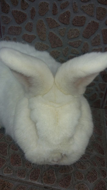 Mascul Neo- 2 ani - 2018 Neo