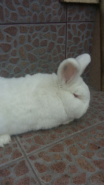 Mascul Neo- 2 ani - 2018 Neo