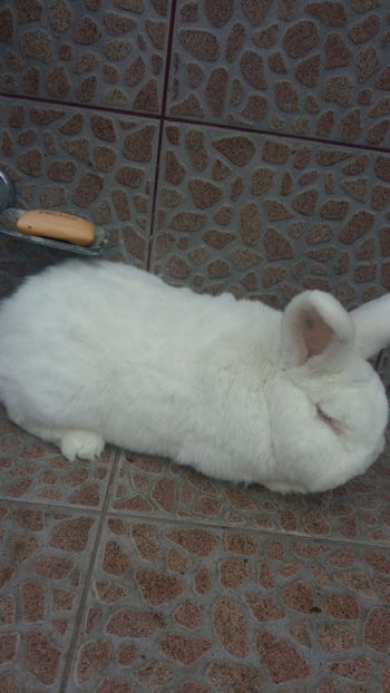 Mascul Neo- 2 ani - 2018 Neo