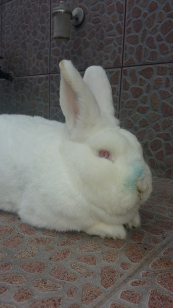 Mascul Neo- 8 luni - 2018 Neo