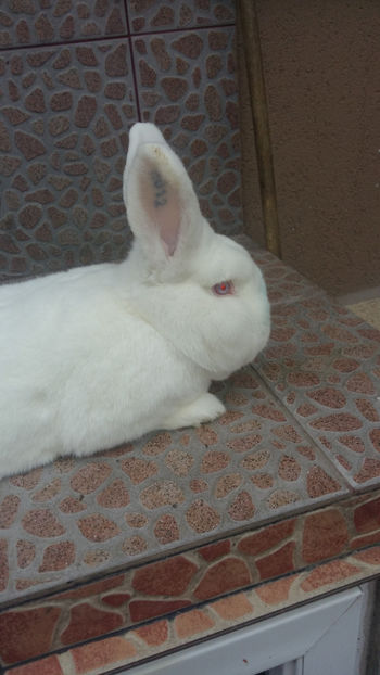 Mascul Neo- 8 luni - 2018 Neo