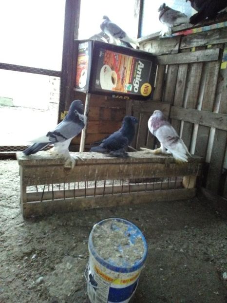  - Gusati de pomerania