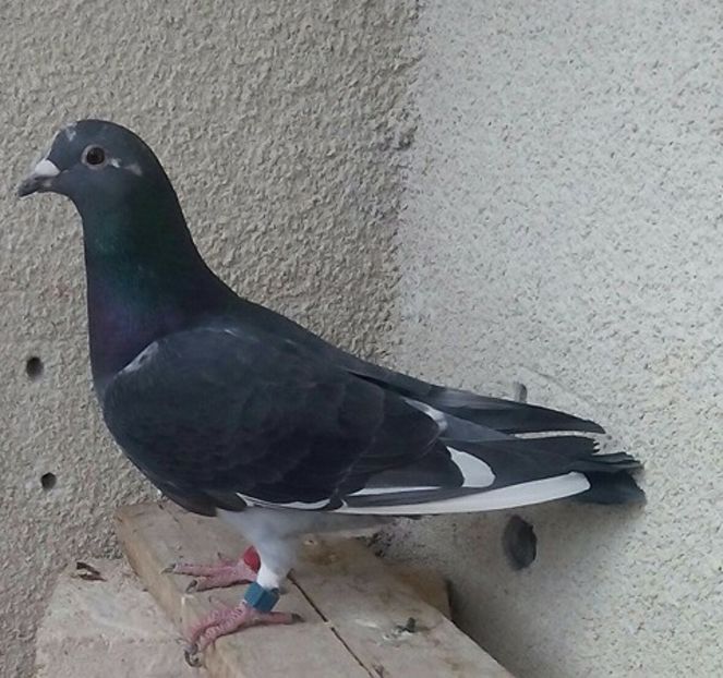 Mascul 2017-371....-Targoviste - Porumbei vanduti