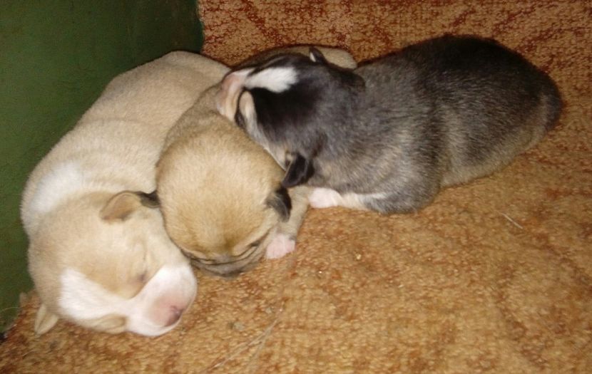  - AAAAAAAAA__DIVA_OSMI URMASUL LUI OSMAN IN MEMORIAM