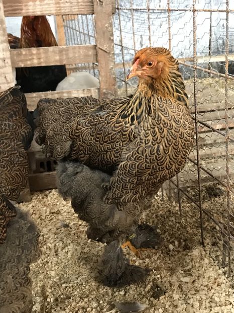 44FEF272-AF20-4FD4-91FD-D29EF4356CA5 - Brahma Potarnichiu