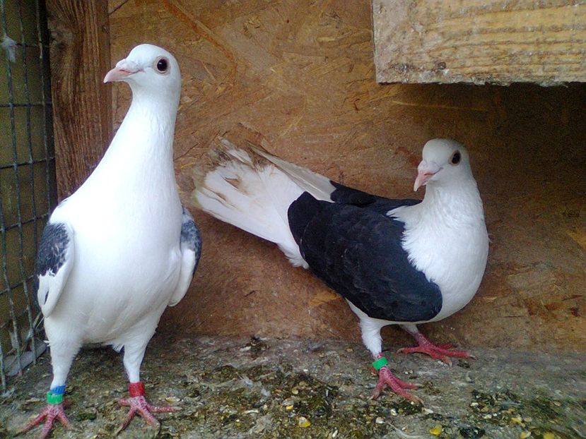 Perechea 2 - D - Listi pe negru