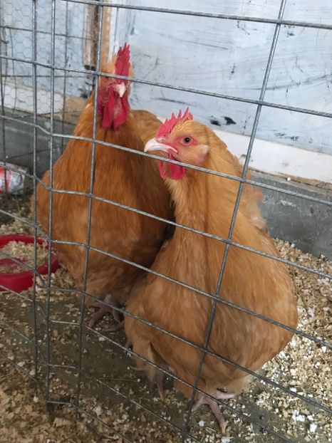 1614A399-9582-4806-B92A-C7A7A9B9B4AB - aaOUA DE VANZARE 2018