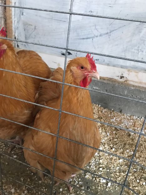 2A54FBA6-E6E2-4369-AFF4-FA2AC399ED2F - aaOUA DE VANZARE 2018