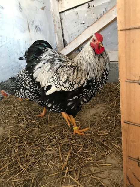 3C6734EB-DFE6-4204-826F-6704AB0919A0 - aaOUA DE VANZARE 2018