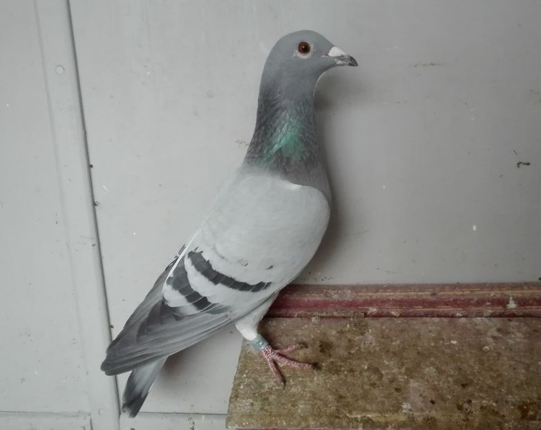 030062-2016 - PORUMBEI