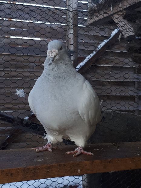 Masc   2012 - Masculi 2018