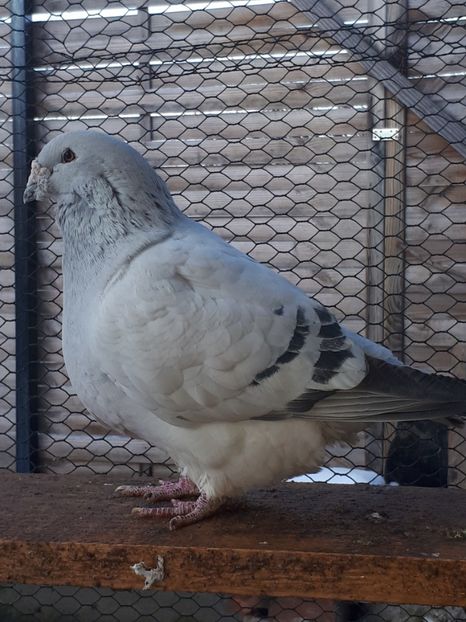 Masc  2012 - Masculi 2018