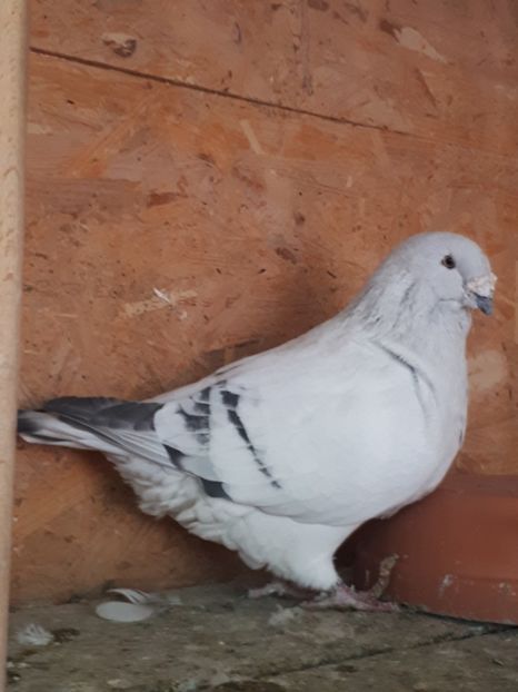 Masc   2014 - Masculi 2018