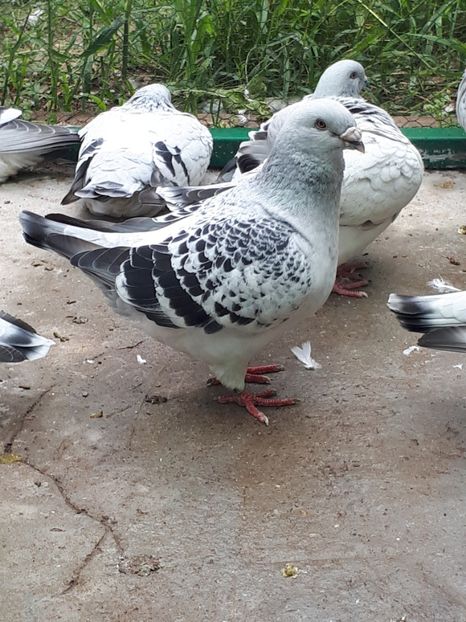 Masc   2014 - Masculi 2018