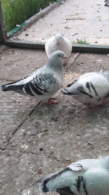 received_1862328610699510 - Masculi 2018