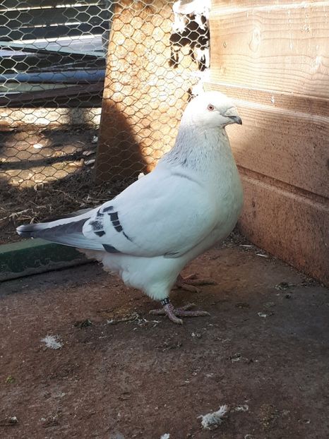 Masc   2016 - Masculi 2018