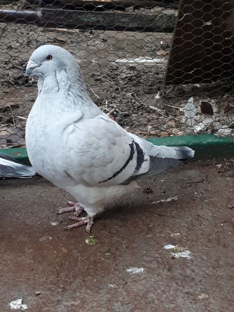 Fem   2012 - Femele 2018