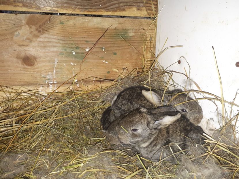 4 puiuți - Cuib 16 12 2018