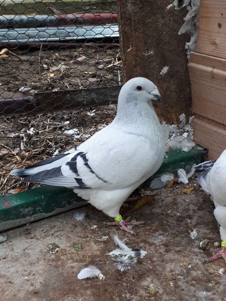 20171029_135216(0) - Femele 2018