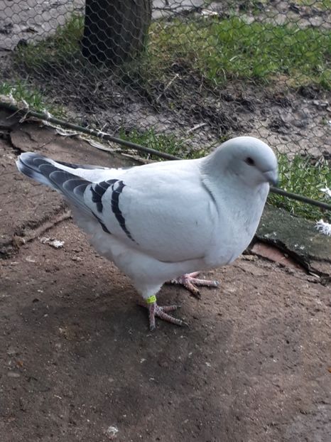 Fem   2017 - Femele 2018