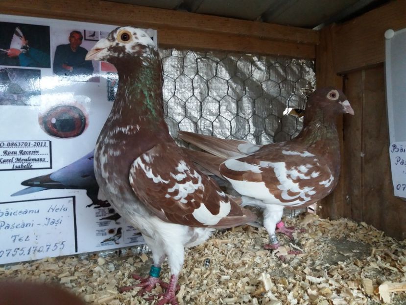  - MATCA MEULEMANS 2018