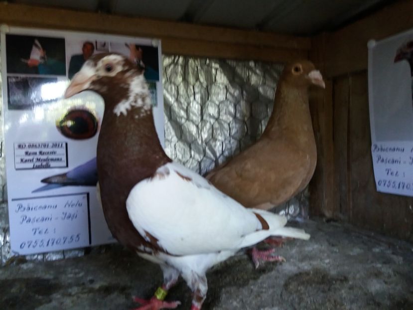  - MATCA MEULEMANS 2018