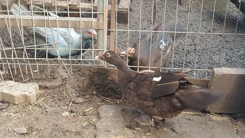 scandal - 0001 rate lesesti matca 2018