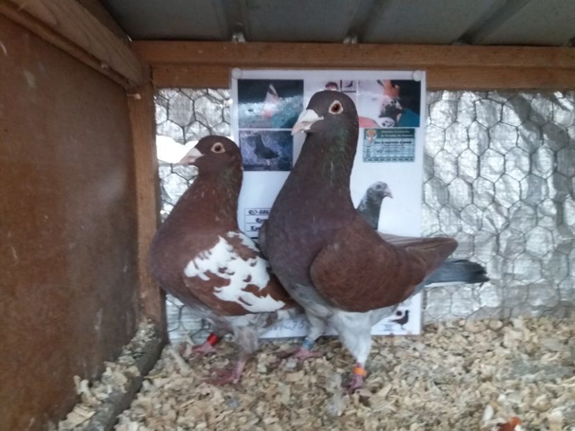  - MATCA MEULEMANS 2018